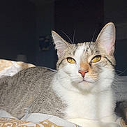 Milo is registered to the contest to win money with this photo: abyssinian, angora, animal, bed, blanket, cat, couch, cushion, furniture, homedecor, kitten, linen, manx, pet, quilt, siamese