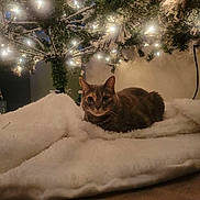 Maggie joined the competition — help win amazing prizes! abyssinian, animal, blanket, canine, cat, christmas, christmasdecorations, christmastree, den, dog, dogbed, egyptiancat, festival, indoors, kitten, lighting, manx, pet, plant, tree