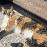 Michi joined the competition — help win amazing prizes! abyssinian, accessories, animal, architecture, building, cat, hardwood, house, indoors, interiordesign, kitten, manx, person, pet, plywood, siamese, sleeping, stainedwood, strap, wood