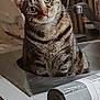 animal, cat, counter, curious, domestic_animal, ears, face, faucet, fur, furniture, head_tilt, indoor, kitchen, metal, pet, roll, sink, tabby, trash_bags, whiskers