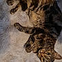 animal, cat, curious, cute, domestic, ears, feline, fluffy_rug, fur, indoor, looking_up, mammal, paws, pet, relaxed, resting, striped, tabby, whiskers, wide_eyes