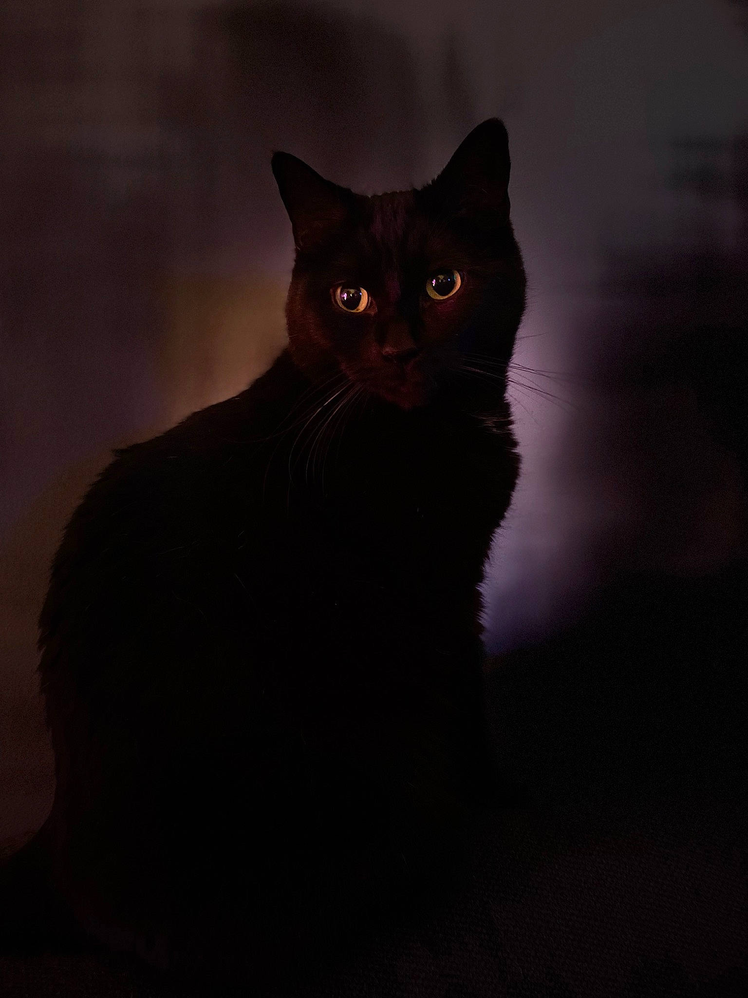 Cachou participe au concours pour gagner de l'argent avec cette photo : carnivore, cat, darkness, felidae, fur, small_to_medium_sized_cats, snout, terrestrial_animal, whiskers, window