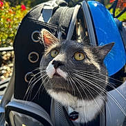 Araxys joined the competition — help win amazing prizes! cat, gray_cat, white_fur, yellow_eyes, whiskers, pet_carrier, outdoor, sunlight, garden, flowers, backpack, close_up, pet, animal, curious, fur, head, face, nature, daylight
