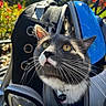 cat, gray_cat, white_fur, yellow_eyes, whiskers, pet_carrier, outdoor, sunlight, garden, flowers, backpack, close_up, pet, animal, curious, fur, head, face, nature, daylight