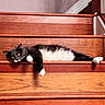 Araxys joined the competition — help win amazing prizes! cat, tuxedo_cat, stairs, wooden_stairs, indoor, relaxed, resting, pet, animal, fur, whiskers, paw, black_and_white, laying_down, home, cozy, cute, domestic_cat, feline, lazy