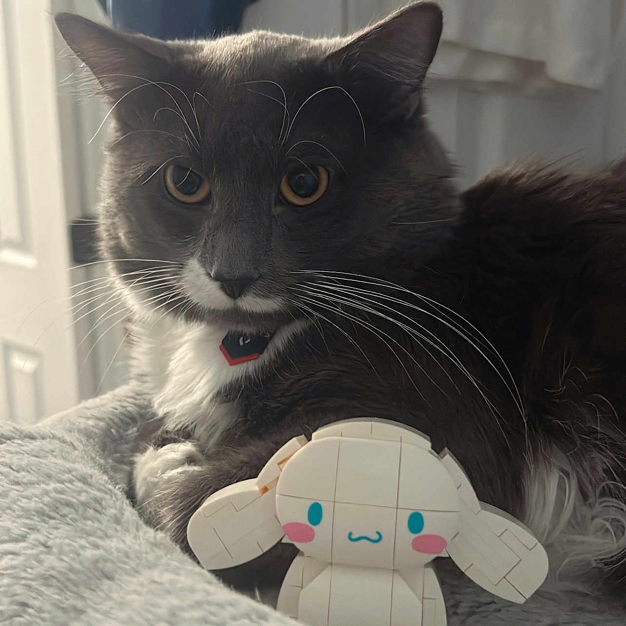 Araxys joined the competition — help win amazing prizes! cat, gray_cat, white_fur, whiskers, toy, cute_toy, soft_texture, indoor, pet, feline, closeup, relaxing, adorable, stuffed_toy, animal, domestic_cat, fur, eyes, face, collar