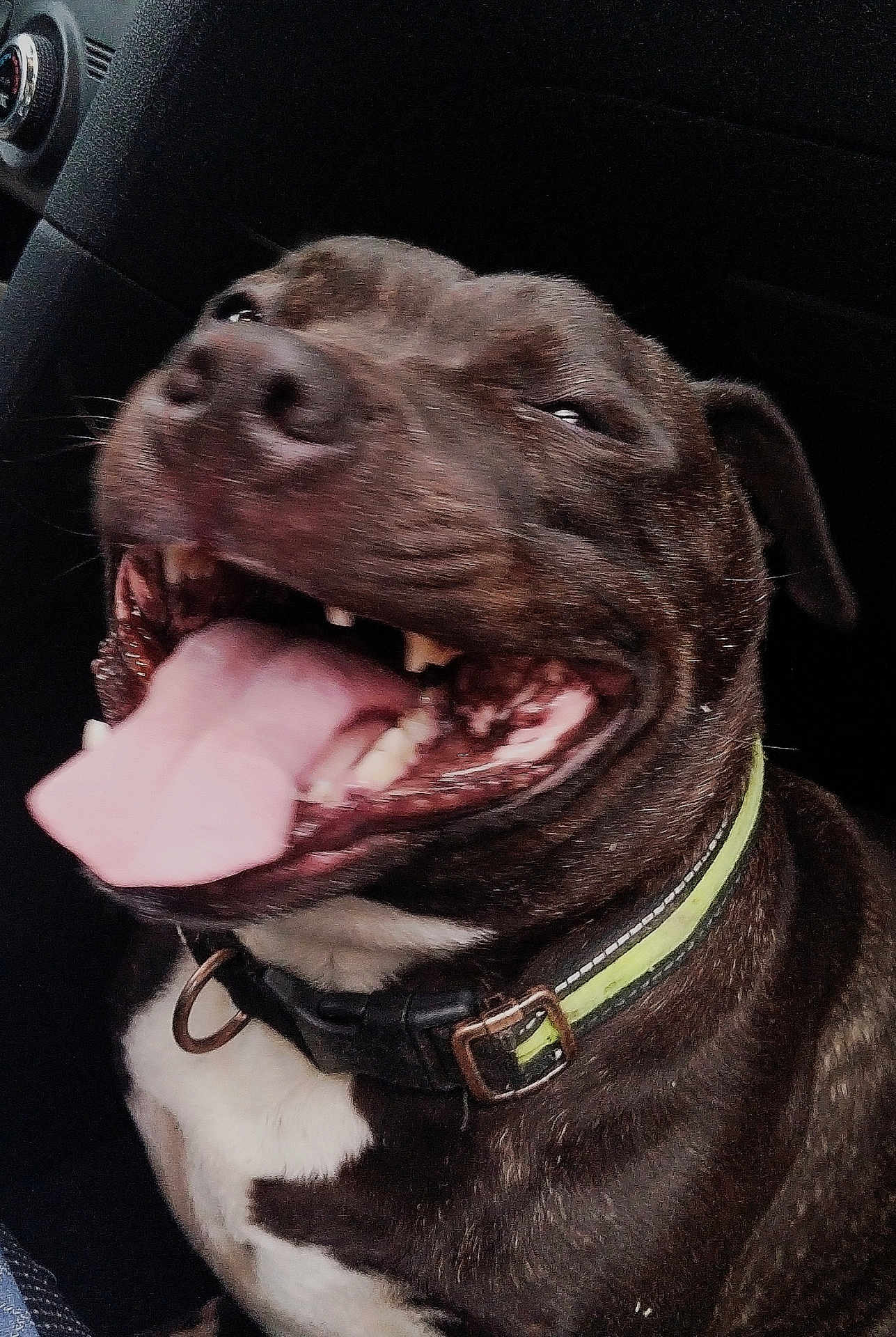 Ohanna participe au concours pour gagner de l'argent avec cette photo : dog, tongue_out, happy, pet, canine, collar, smiling, closeup, indoor, car_interior, black_and_white, fur, animal, muzzle, teeth, ears, companion, domestic_animal, cute, playful