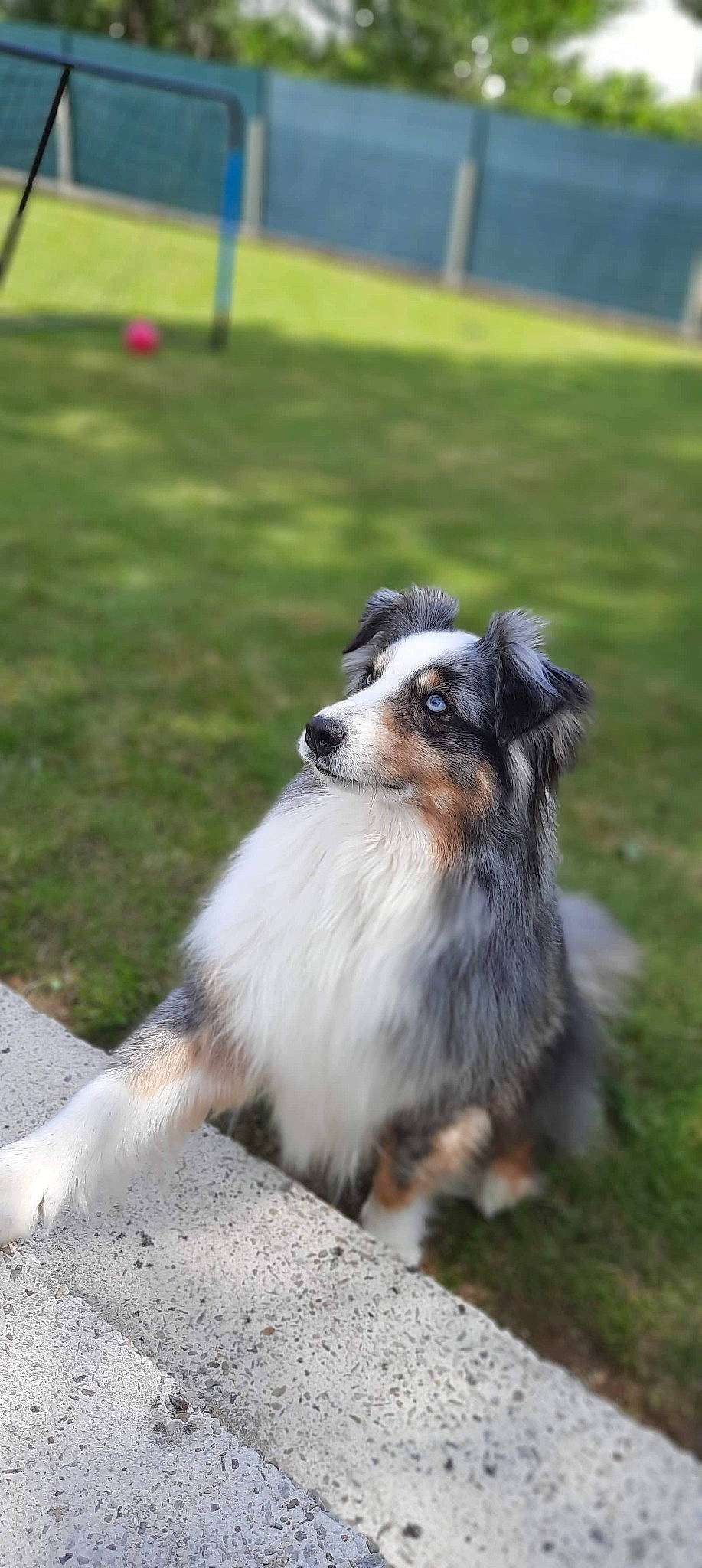 Elfy a rejoint le concours — aidez-le/la à gagner de superbes lots ! carnivore, collie, companion_dog, dog, dog_breed, fur, grass, herding_dog, snout, sporting_group, terrestrial_animal, whiskers, working_dog