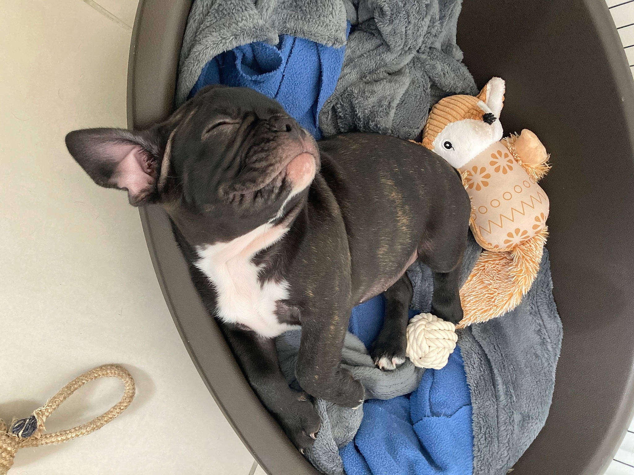 Apollon a rejoint le concours — aidez-le/la à gagner de superbes lots ! boston_terrier, bulldog, canidae, carnivore, companion_dog, dog, dog_breed, fawn, french_bulldog, mammal, non_sporting_group, puppy, snout, toy_bulldog, vertebrate