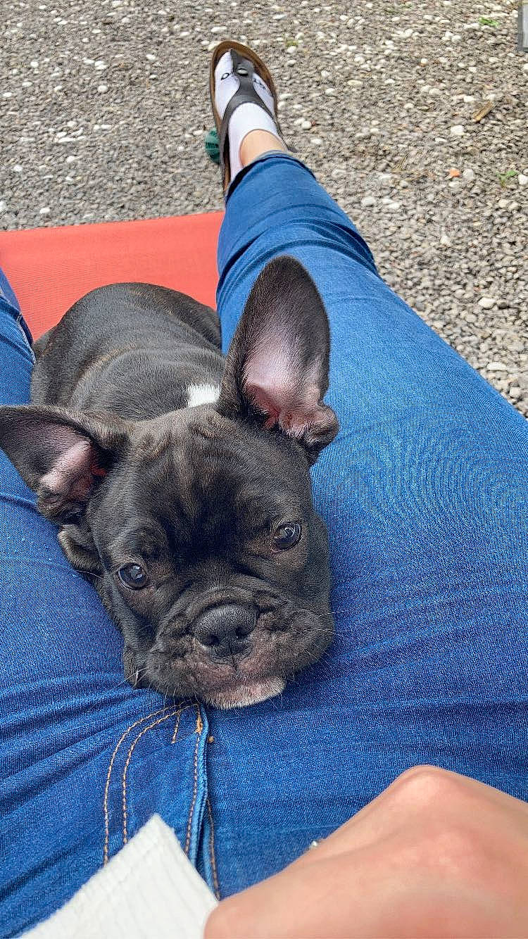 Apollon a rejoint le concours — aidez-le/la à gagner de superbes lots ! bulldog, canidae, carnivore, companion_dog, dog, dog_breed, fawn, french_bulldog, mammal, molosser, non_sporting_group, puppy, rare_breed_dog, skin, snout, sporting_group