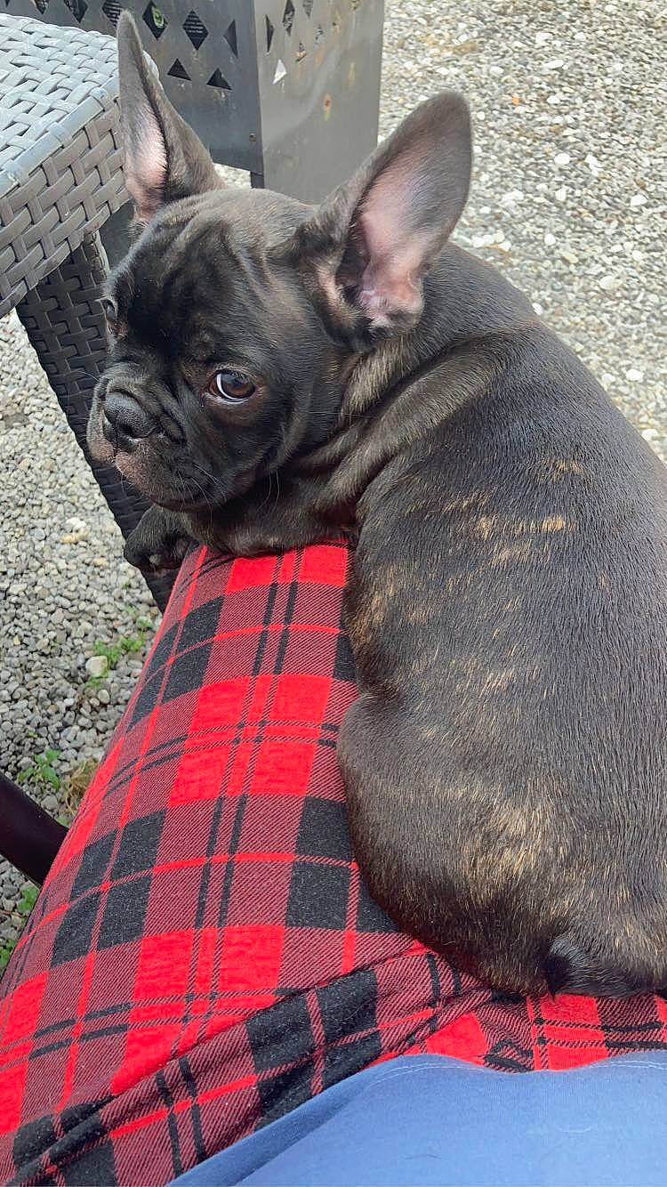 Apollon participe au concours pour gagner de l'argent avec cette photo : canidae, carnivore, companion_dog, dog, dog_breed, dog_collar, ear, fawn, french_bulldog, mammal, non_sporting_group, puppy, rare_breed_dog, snout, vertebrate