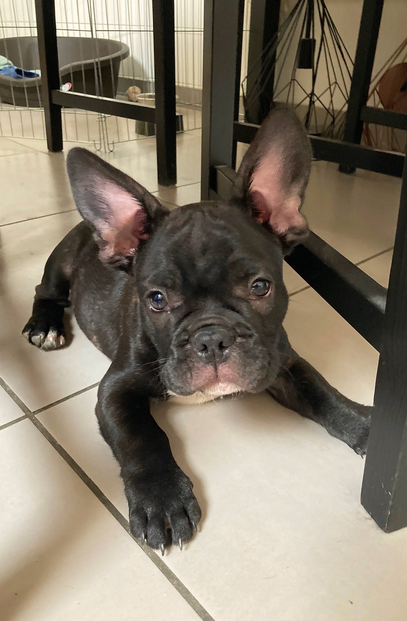 Apollon participe au concours pour gagner de l'argent avec cette photo : american_bulldog, bulldog, canidae, carnivore, companion_dog, dog, dog_breed, ear, fawn, french_bulldog, mammal, molosser, non_sporting_group, nose, rare_breed_dog, skin, snout, sporting_group, toy_bulldog, vertebrate