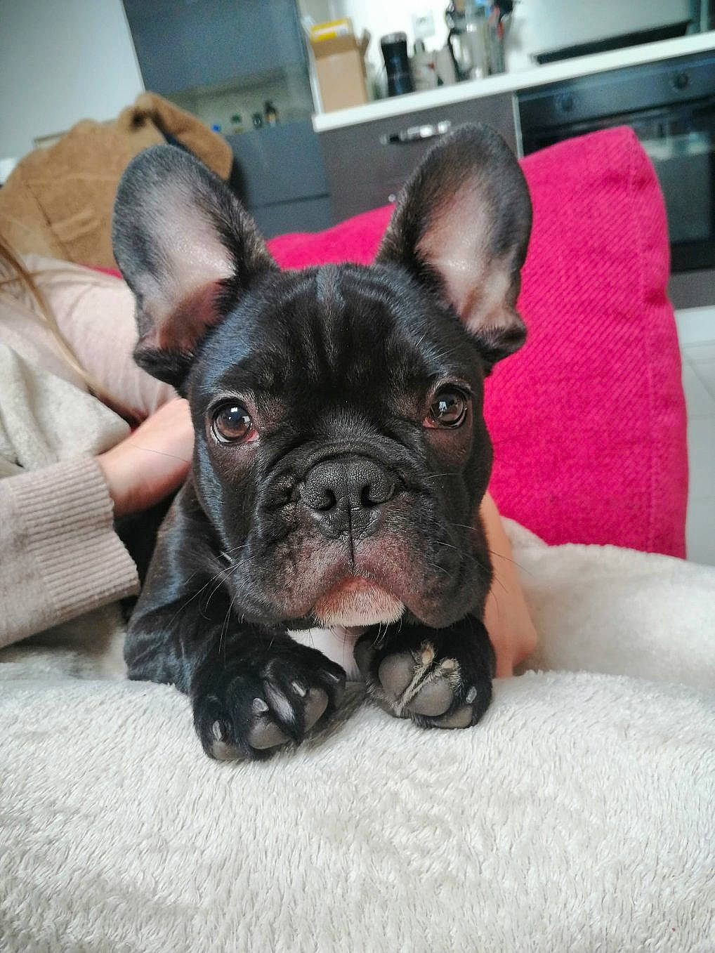 Apollon a rejoint le concours — aidez-le/la à gagner de superbes lots ! bulldog, cabinetry, carnivore, comfort, companion_dog, countertop, dog, dog_breed, ear, fawn, french_bulldog, gas_stove, home_appliance, kitchen_appliance, snout, terrestrial_animal, toy_dog, whiskers, working_animal, wrinkle