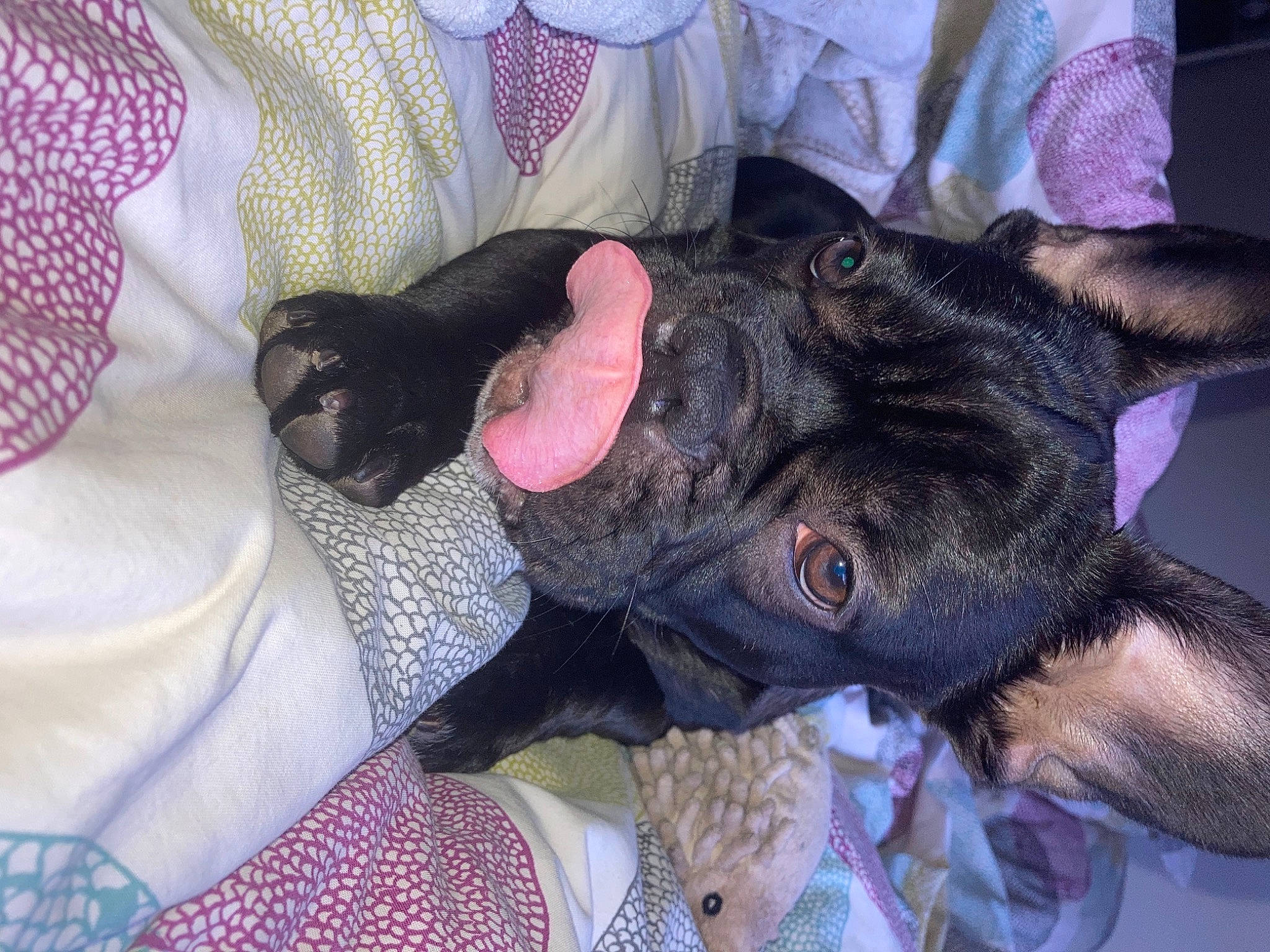 Apollon a rejoint le concours — aidez-le/la à gagner de superbes lots ! canidae, carnivore, comfort, companion_dog, dog, dog_breed, ear, fawn, felidae, fur, linens, nap, pattern, purple, snout, sporting_group, terrestrial_animal, toy_dog, whiskers, working_animal