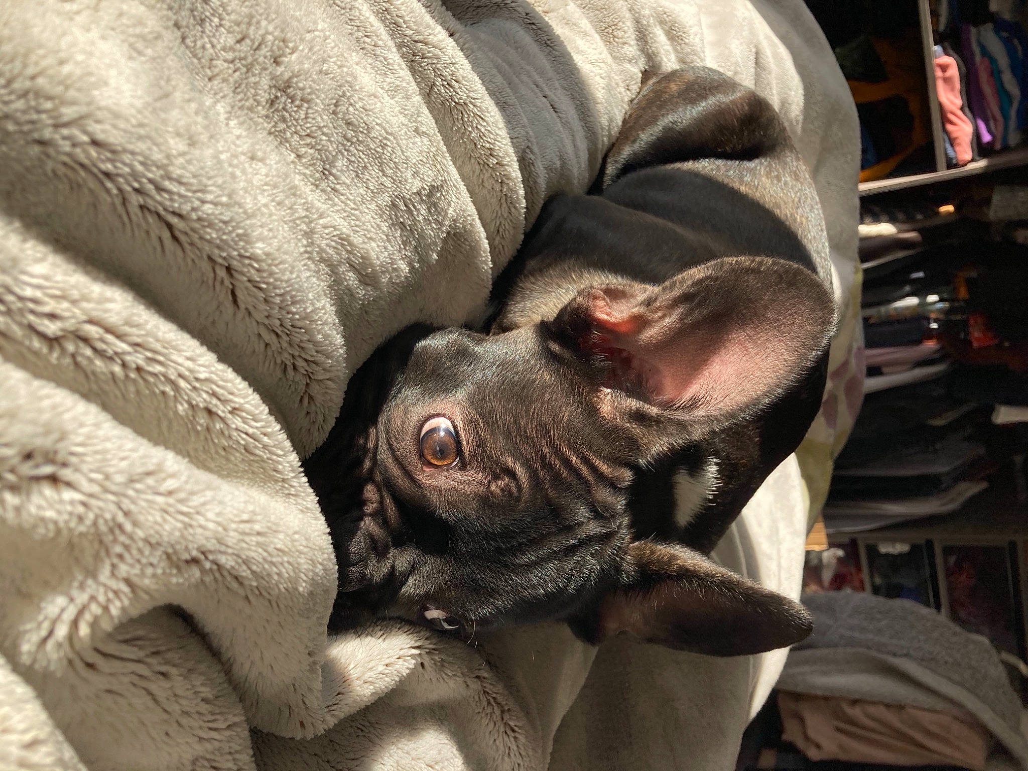 Apollon participe au concours pour gagner de l'argent avec cette photo : bulldog, canidae, carnivore, comfort, companion_dog, dog, dog_breed, ear, fawn, fur, grey, nap, non_sporting_group, snout, sporting_group, terrestrial_animal, toy_dog, whiskers, working_animal, wrinkle