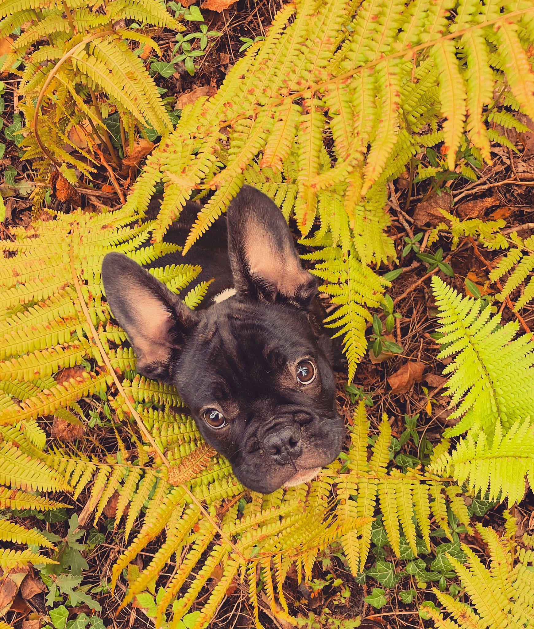 Apollon a rejoint le concours — aidez-le/la à gagner de superbes lots ! botany, canidae, carnivore, companion_dog, dog, dog_breed, fawn, grass, groundcover, leaf, liver, nature, people_in_nature, plant, snout, sporting_group, terrestrial_animal, terrestrial_plant, toy_dog, working_animal