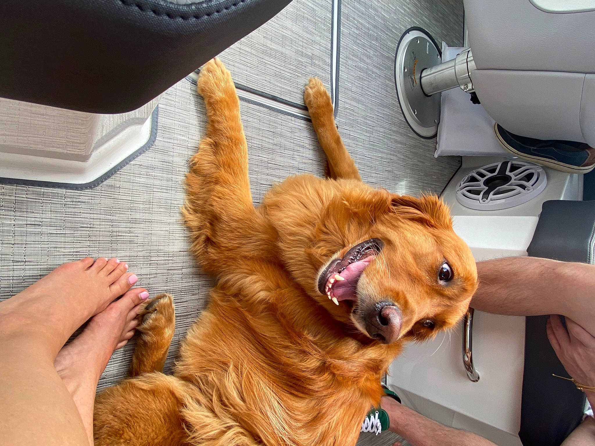 Eleanor is registered to the contest to win money with this photo: canidae, carnivore, collar, companion_dog, computer_keyboard, dog, dog_breed, fawn, felidae, flooring, fur, hand, liver, paw, retriever, snout, sporting_group, whiskers, wood, working_animal