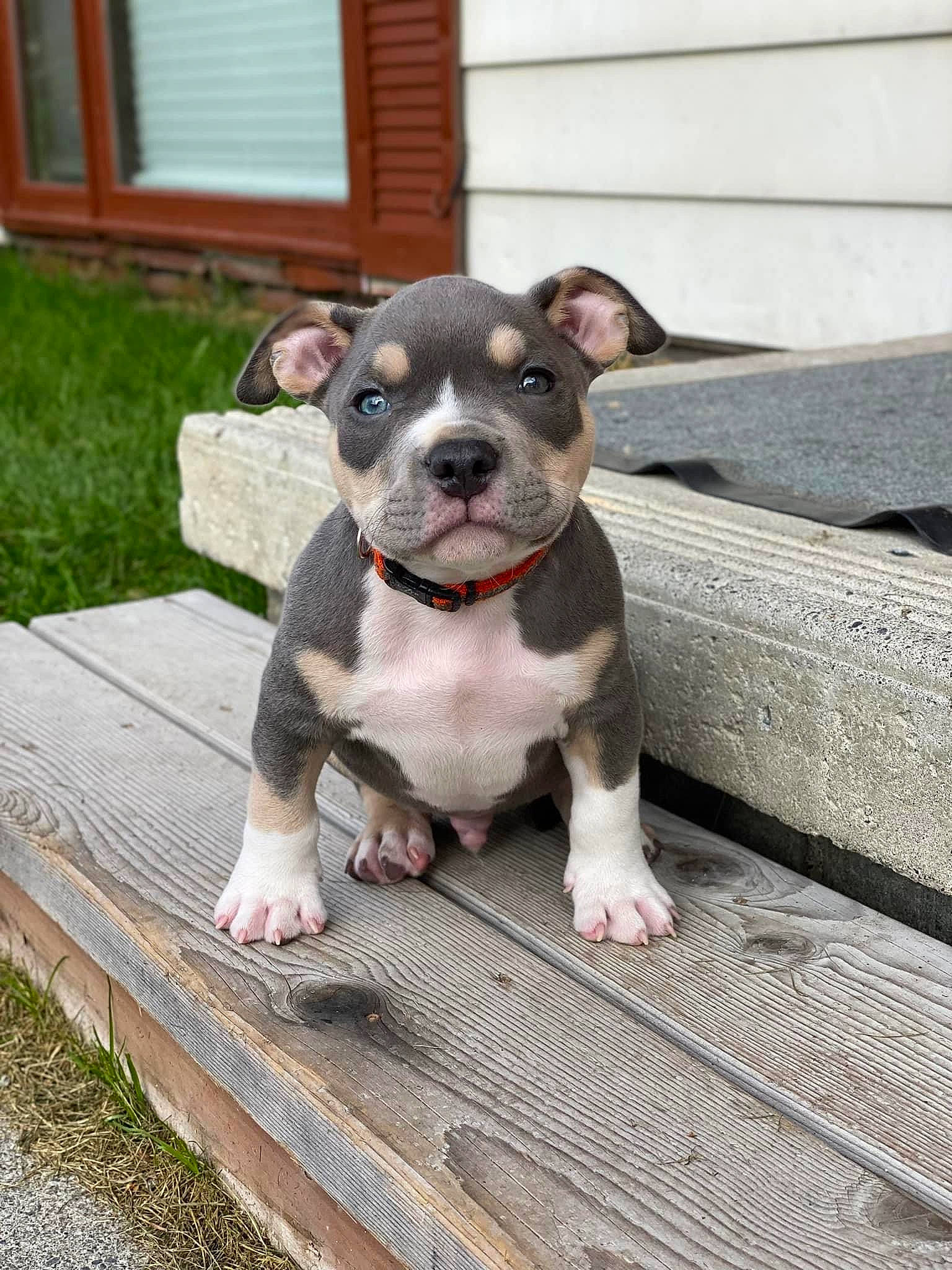 Money joined the competition — help win amazing prizes! boston_terrier, canidae, carnivore, collar, companion_dog, dog, dog_breed, dog_collar, fawn, grass, grey, head, non_sporting_group, plant, puppy, snout, sporting_group, toy_dog, whiskers, working_animal