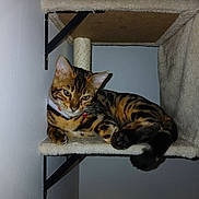 Apy participe au concours pour gagner de l'argent avec cette photo : animal, bengal_cat, carpeted, cat, cat_tree, collar, ears, feline, fur, home, indoor, paw, pet, relaxed, resting, shelf, spotted, striped, tail, whiskers