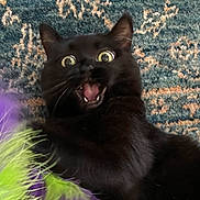 Mittens is registered to the contest to win money with this photo: black_cat, cat, pet, wide_eyes, open_mouth, fur, toy, green, purple, carpet, indoor, animal, playful, surprised, close_up, whiskers, feline, cute, expression, alert
