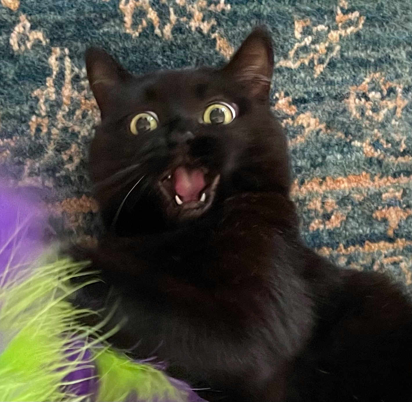 Mittens is registered to the contest to win money with this photo: black_cat, cat, pet, wide_eyes, open_mouth, fur, toy, green, purple, carpet, indoor, animal, playful, surprised, close_up, whiskers, feline, cute, expression, alert