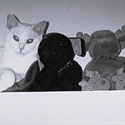 Baby joined the competition — help win amazing prizes! cat, stuffed_animals, toy, shelf, indoors, black_and_white, grayscale, portrait, sitting, looking_at_camera, feline, plush_toy, teddy_bear, home_decor, shelf_display, animal, whiskers, ears, cozy, vintage