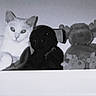 cat, stuffed_animals, toy, shelf, indoors, black_and_white, grayscale, portrait, sitting, looking_at_camera, feline, plush_toy, teddy_bear, home_decor, shelf_display, animal, whiskers, ears, cozy, vintage