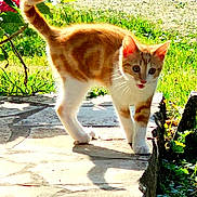 Maya participe au concours pour gagner de l'argent avec cette photo : cat, curious, daylight, feline, garden, grass, kitten, nature, orange, outdoor, pet, plants, playful, small, stone_path, sunlight, tongue_out, walking, white, young_animal