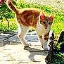 cat, curious, daylight, feline, garden, grass, kitten, nature, orange, outdoor, pet, plants, playful, small, stone_path, sunlight, tongue_out, walking, white, young_animal