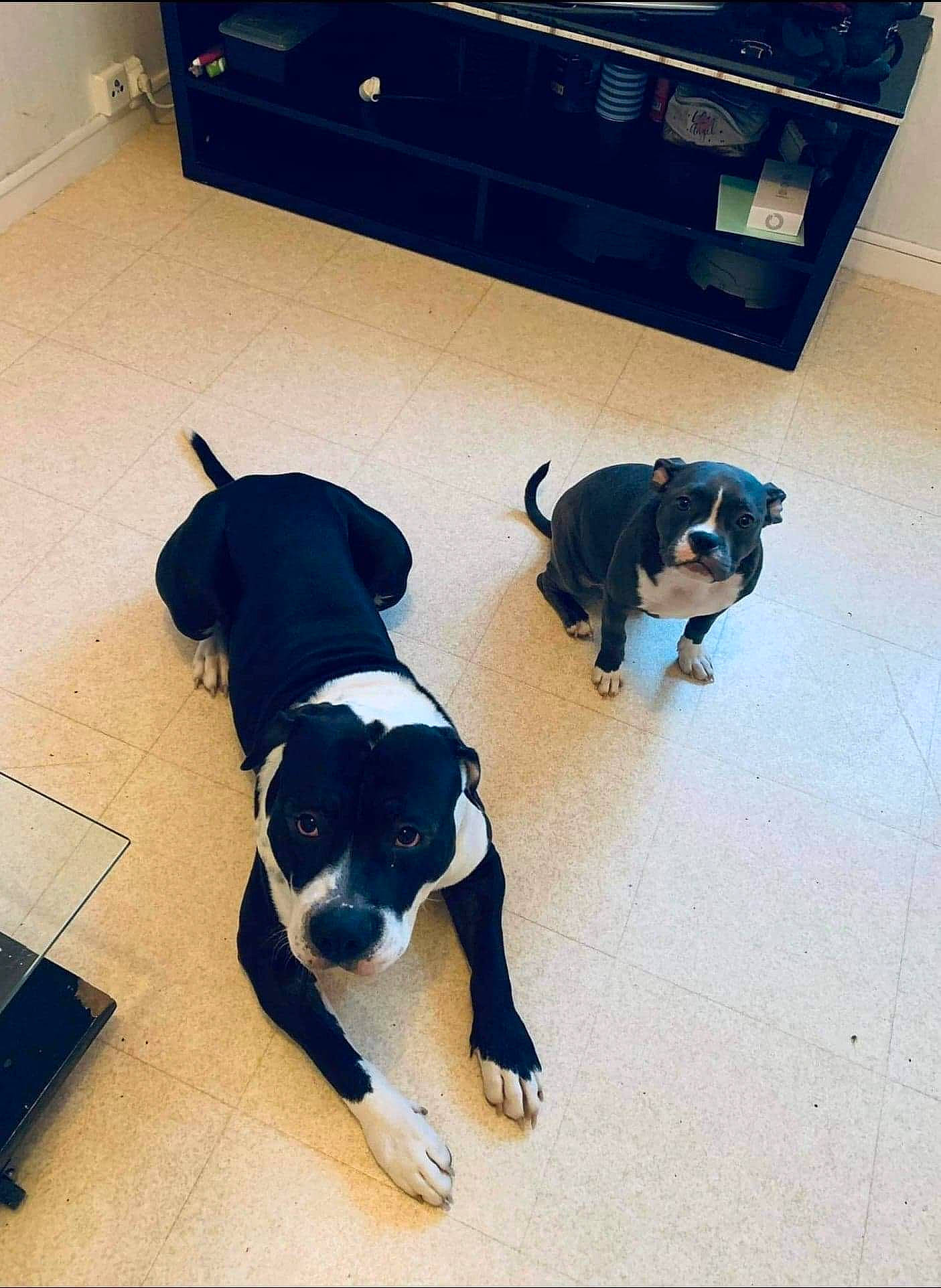 Ghost a rejoint le concours — aidez-le/la à gagner de superbes lots ! cabinetry, carnivore, collar, companion_dog, dog, dog_breed, fawn, floor, flooring, hardwood, mammal, paw, pet_supply, snout, tail, television, toy_dog, vertebrate, wood, working_animal