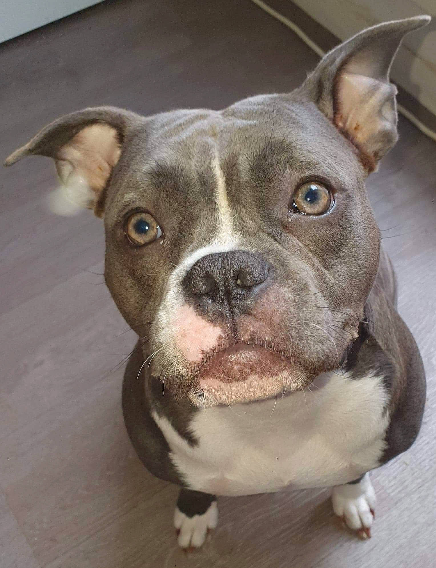 Naya a rejoint le concours — aidez-le/la à gagner de superbes lots ! ancient_dog_breeds, bulldog, canidae, carnivore, companion_dog, dog, dog_breed, dog_collar, ear, fawn, molosser, non_sporting_group, old_english_bulldog, snout, sporting_group, terrestrial_animal, whiskers, working_animal, wrinkle