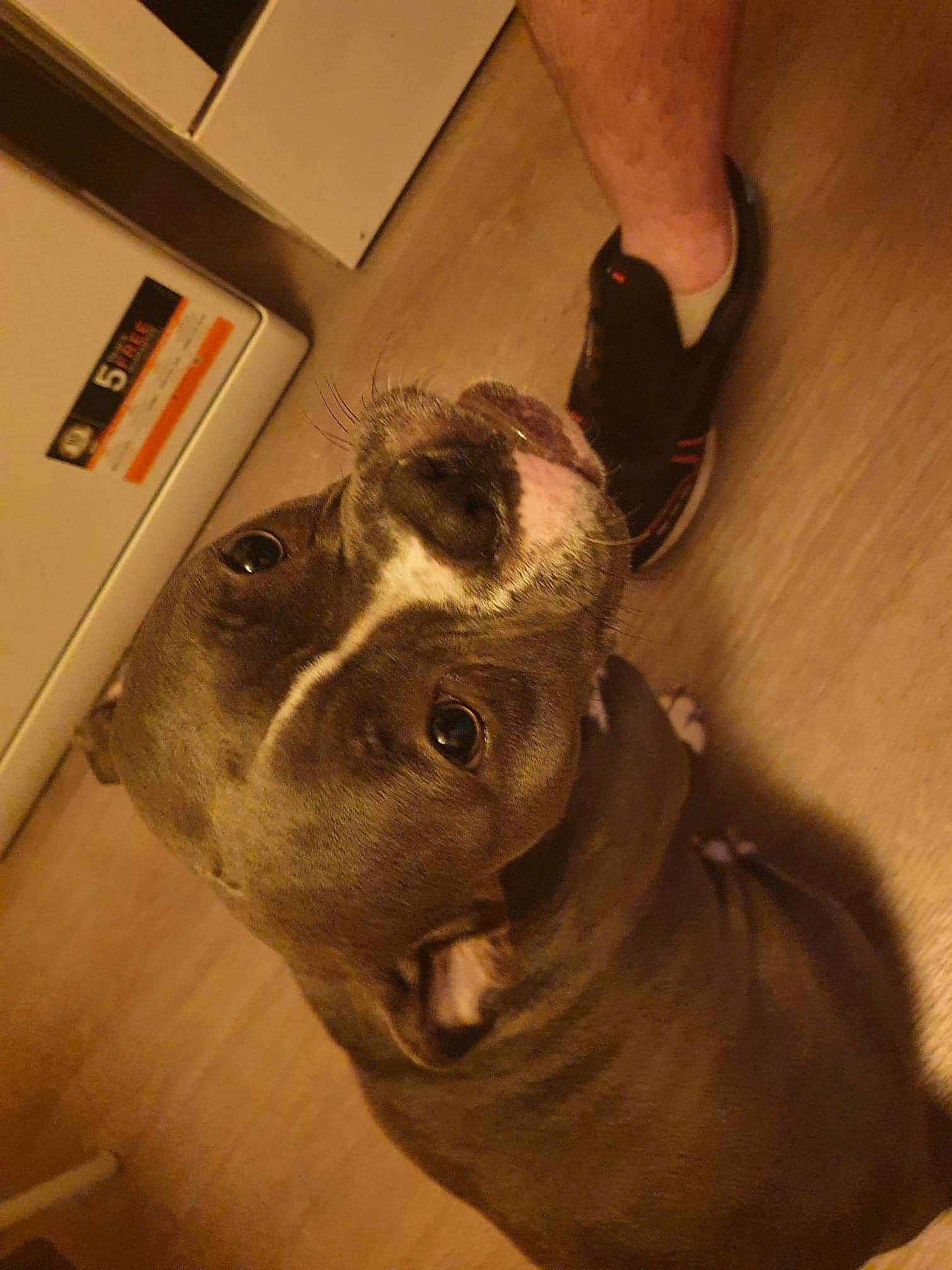 Naya a rejoint le concours — aidez-le/la à gagner de superbes lots ! canidae, carnivore, collar, companion_dog, dog, dog_breed, dog_collar, ear, fawn, flooring, human_leg, jaw, leg, snout, sporting_group, tail, whiskers, wood, working_animal, wrinkle