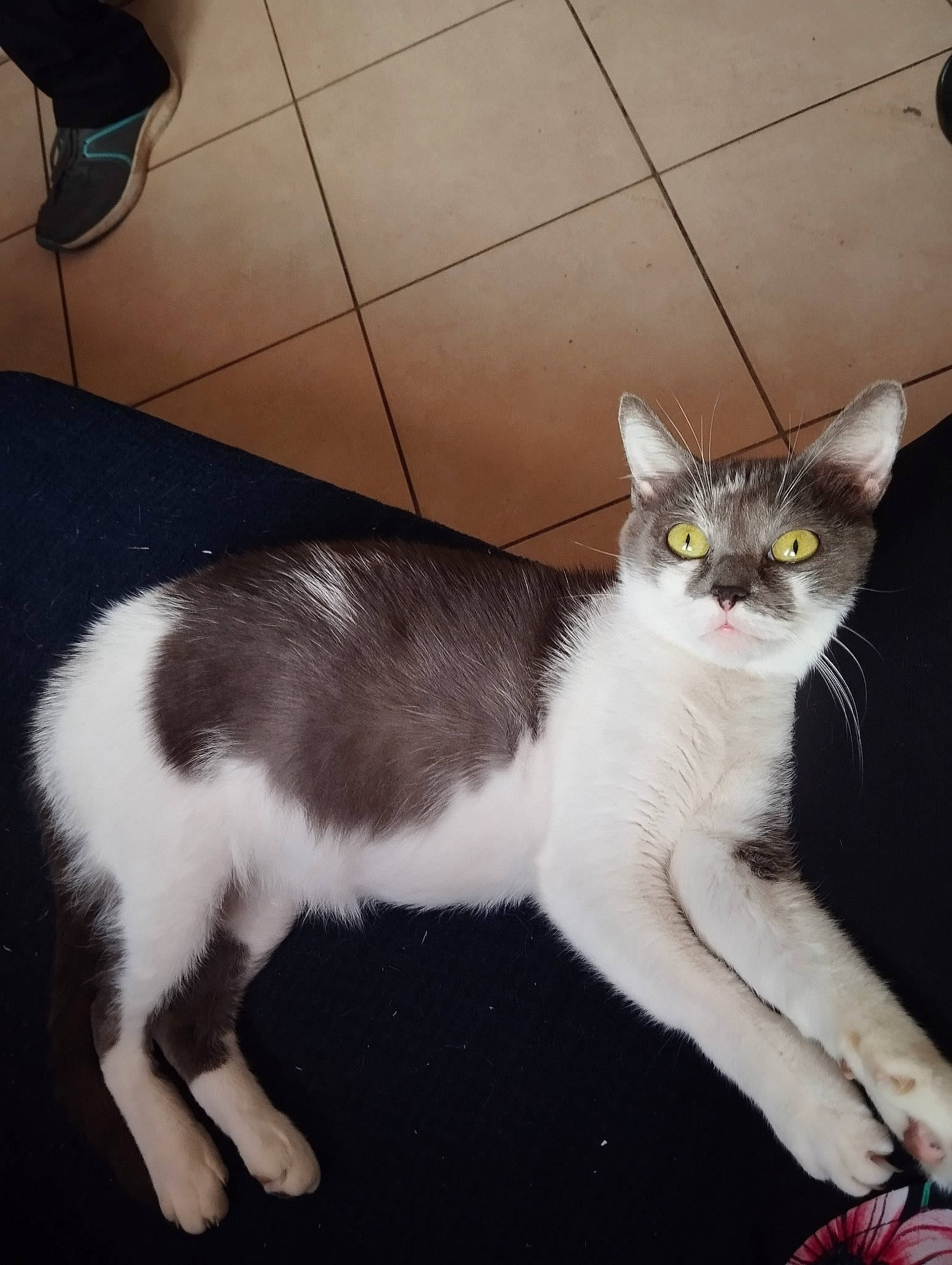 Chorizo a rejoint le concours — aidez-le/la à gagner de superbes lots ! carnivore, cat, claw, comfort, domestic_short_haired_cat, felidae, flooring, foot, fur, hardwood, human_leg, lap, paw, small_to_medium_sized_cats, snout, tail, tile_flooring, whiskers