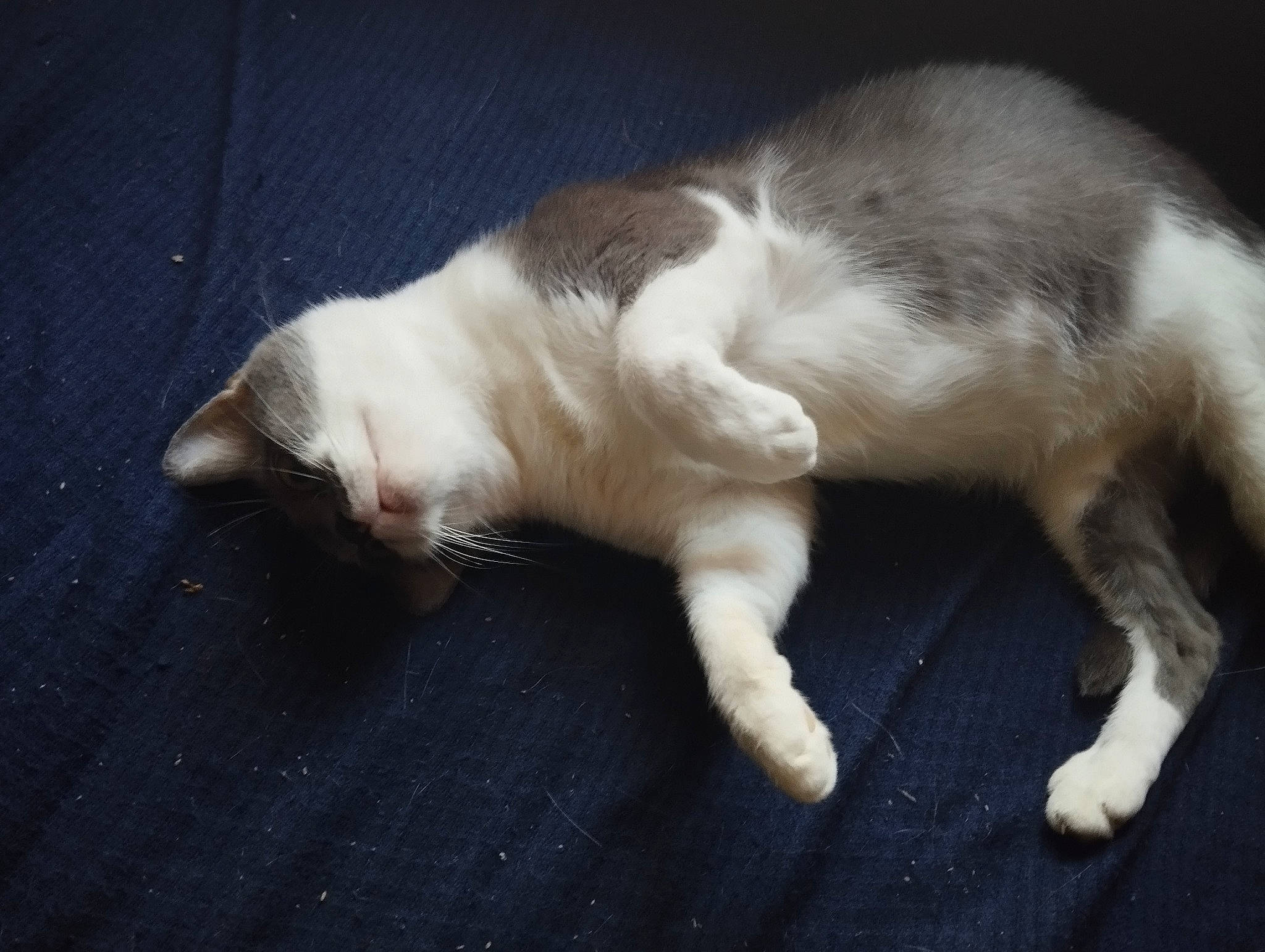 Chorizo a rejoint le concours — aidez-le/la à gagner de superbes lots ! carnivore, cat, claw, comfort, dog_breed, domestic_short_haired_cat, felidae, flooring, fur, nap, paw, small_to_medium_sized_cats, snout, sporting_group, tail, whiskers, wood