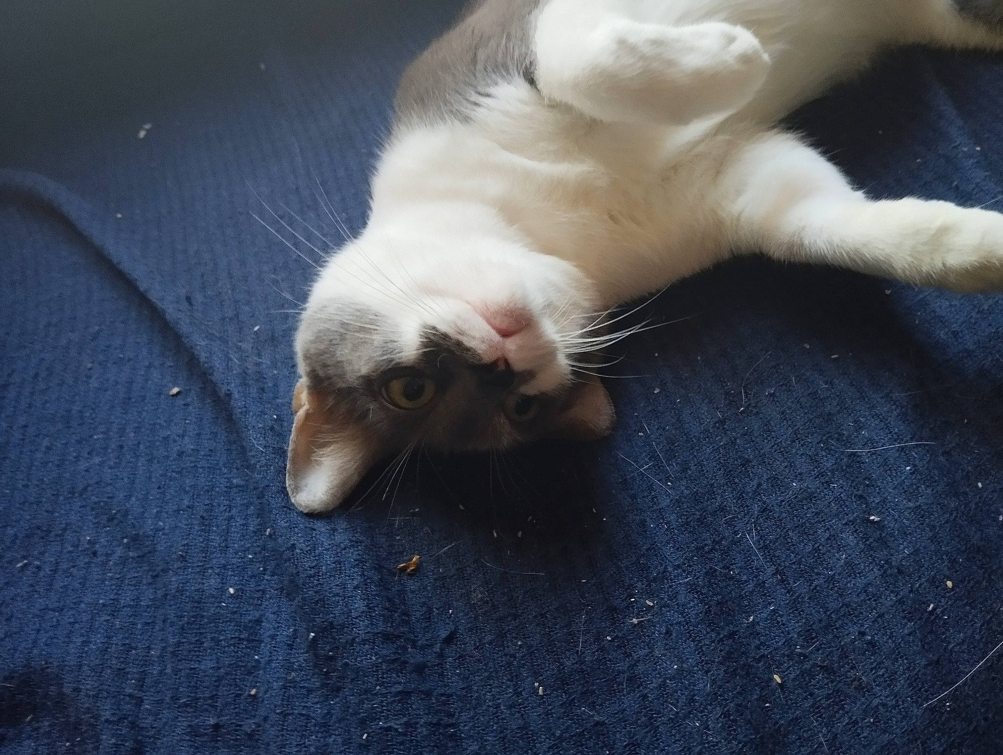 Chorizo participe au concours pour gagner de l'argent avec cette photo : carnivore, cat, claw, comfort, dog_breed, domestic_short_haired_cat, felidae, foot, fur, nap, paw, small_to_medium_sized_cats, snout, tail, terrestrial_animal, whiskers, wood