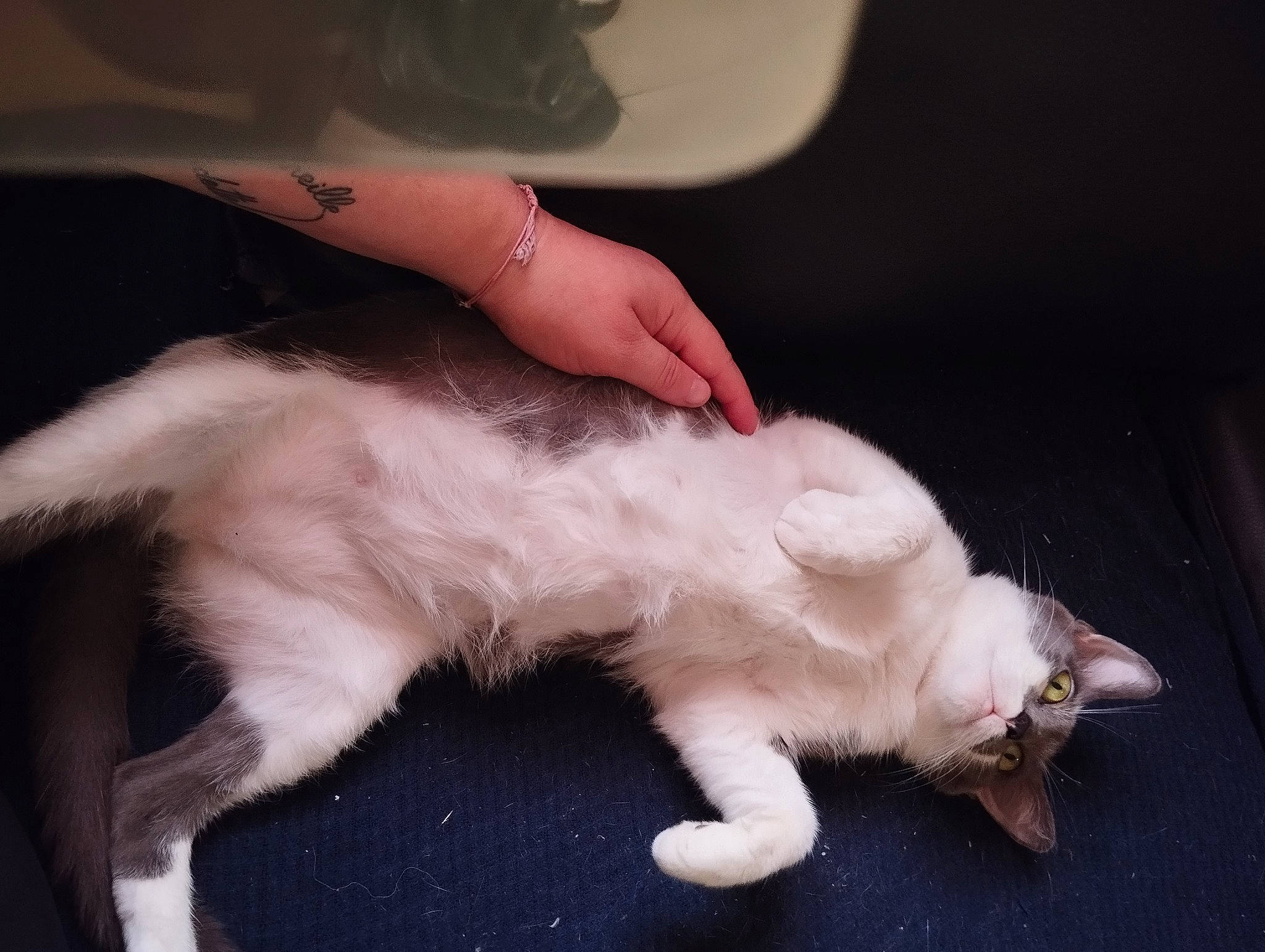 Chorizo participe au concours pour gagner de l'argent avec cette photo : balinese, carnivore, cat, claw, comfort, companion_dog, dog_breed, domestic_short_haired_cat, fang, felidae, fur, nail, paw, small_to_medium_sized_cats, tail, whiskers