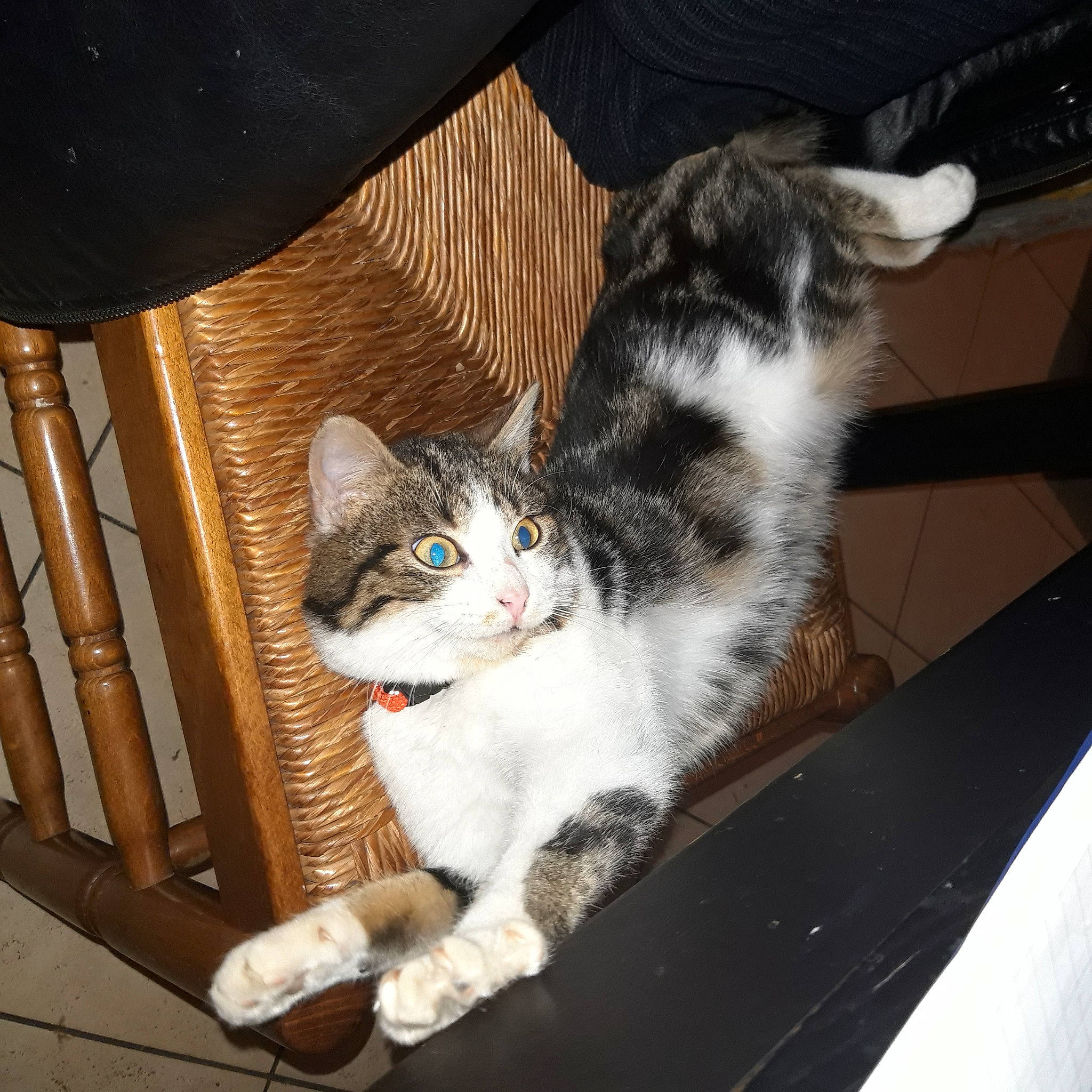 Boudin participe au concours pour gagner de l'argent avec cette photo : box, carnivore, cat, cat_supply, claw, comfort, domestic_short_haired_cat, felidae, foot, fur, human_leg, lap, paw, sitting, small_to_medium_sized_cats, snout, tail, whiskers, window, wood