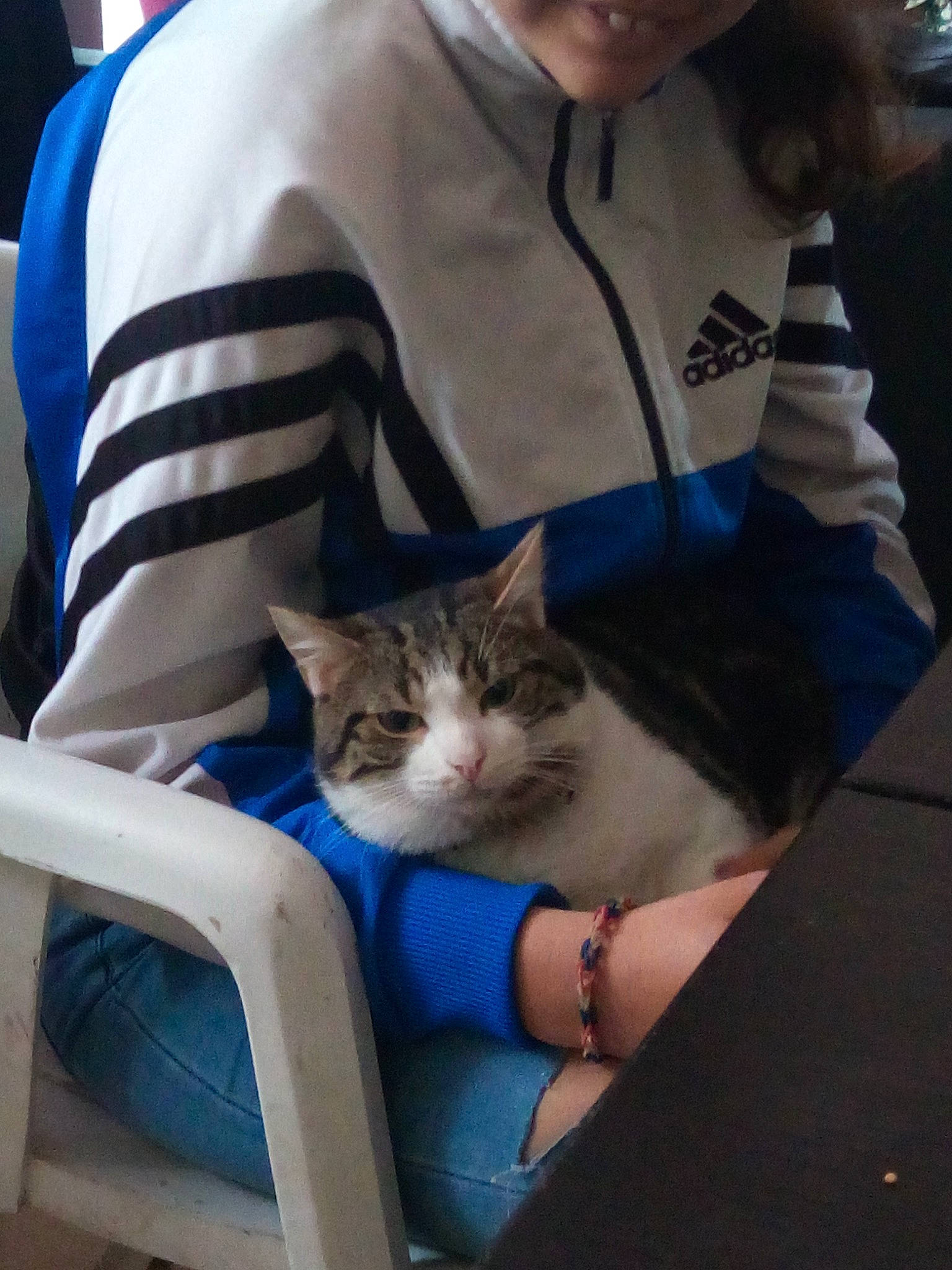 Boudin a rejoint le concours — aidez-le/la à gagner de superbes lots ! carnivore, cat, comfort, domestic_short_haired_cat, felidae, fur, gesture, human_leg, lap, sitting, sleeve, small_to_medium_sized_cats, t_shirt, whiskers