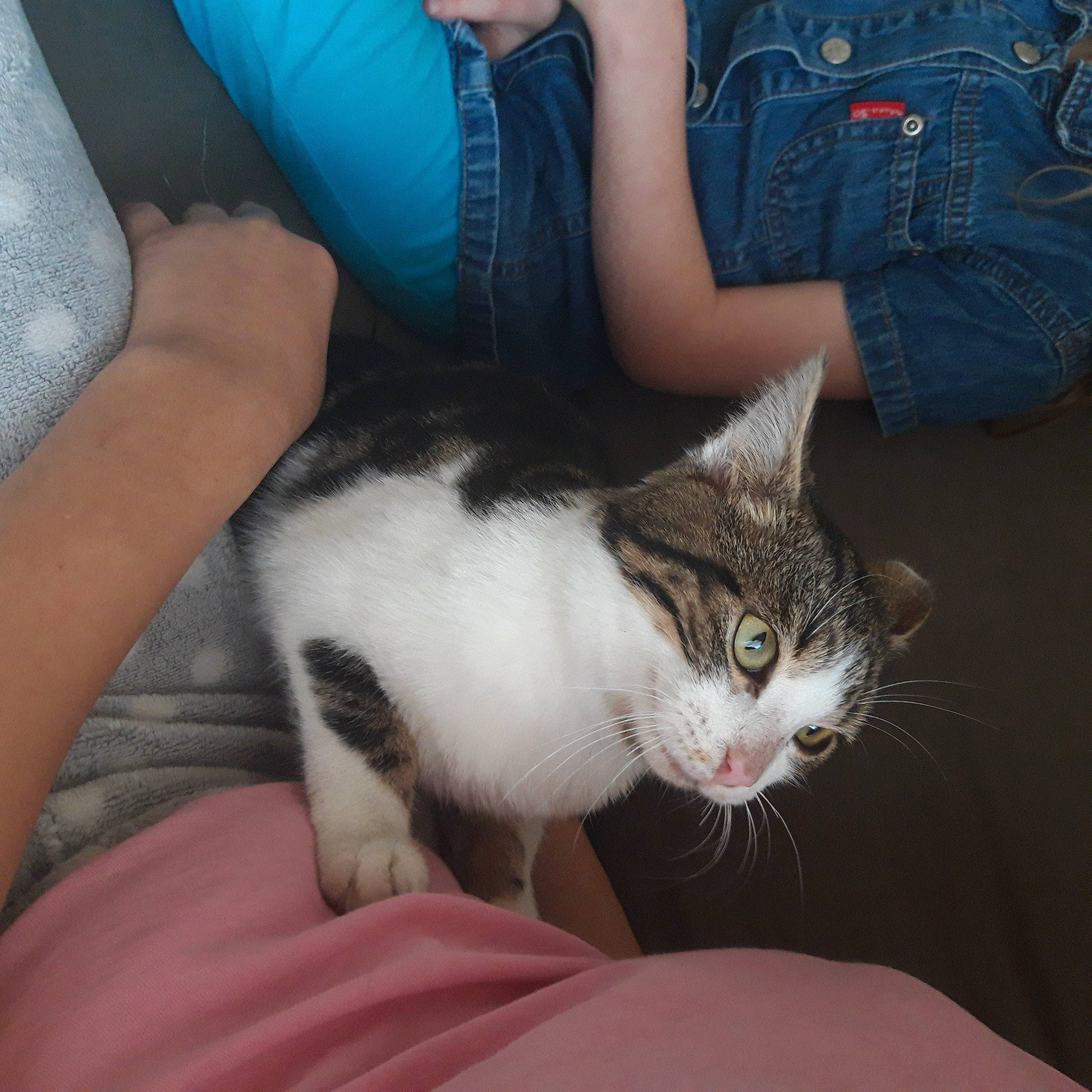 Boudin a rejoint le concours — aidez-le/la à gagner de superbes lots ! blue, carnivore, cat, claw, comfort, denim, domestic_short_haired_cat, felidae, fur, human_leg, lap, leg, paw, plant, sitting, small_to_medium_sized_cats, snout, tail, tree, whiskers