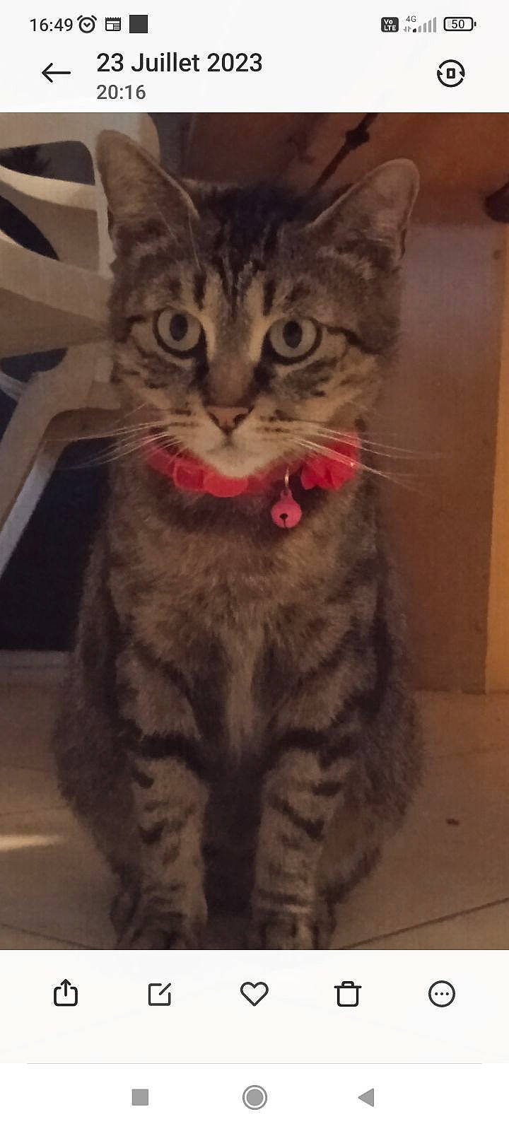 Caline participe au concours pour gagner de l'argent avec cette photo : carnivore, cat, domestic_short_haired_cat, felidae, fur, paw, small_to_medium_sized_cats, snout, tail, terrestrial_animal, whiskers