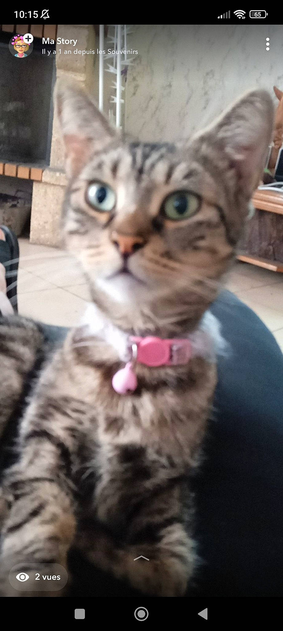 Caline a rejoint le concours — aidez-le/la à gagner de superbes lots ! carnivore, cat, claw, domestic_short_haired_cat, fawn, felidae, fur, paw, small_to_medium_sized_cats, snapshot, snout, tail, terrestrial_animal, whiskers