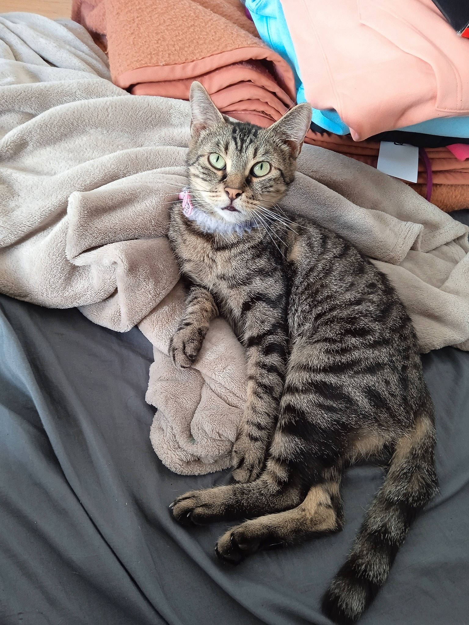 Caline participe au concours pour gagner de l'argent avec cette photo : carnivore, cat, claw, comfort, domestic_short_haired_cat, felidae, fur, grey, linens, pattern, paw, sitting, small_to_medium_sized_cats, tail, terrestrial_animal, whiskers