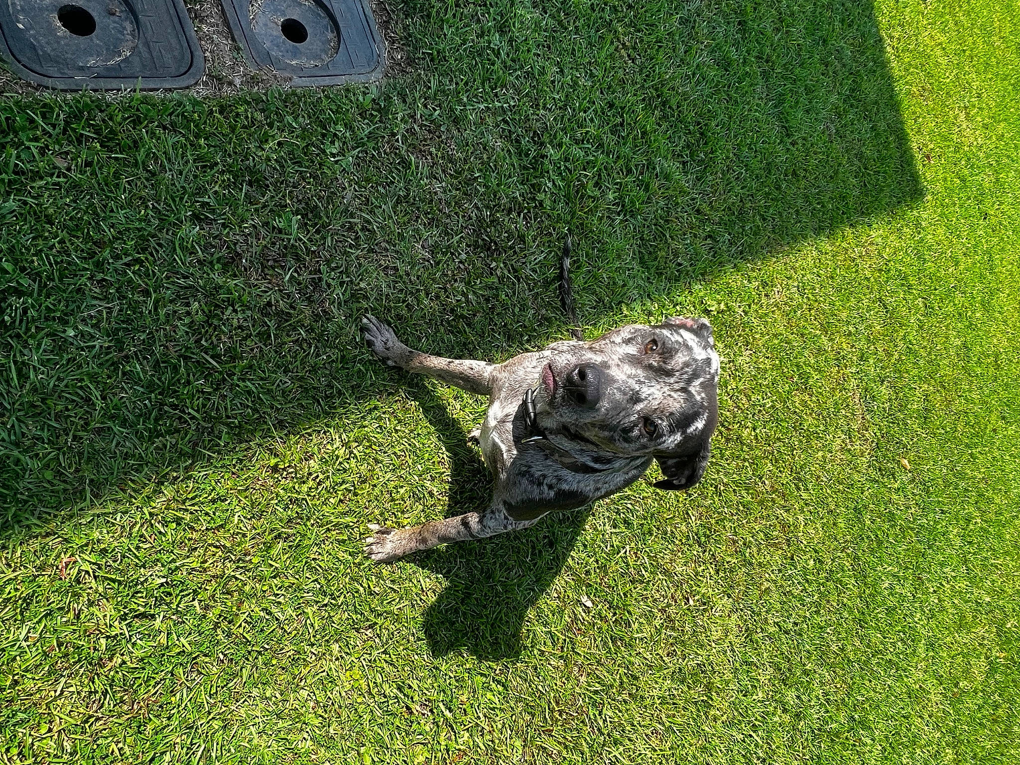 Dior joined the competition — help win amazing prizes! art, artificial_turf, canidae, dog_breed, flooring, grass, grass_family, grassland, groundcover, lawn, military_camouflage, pasture, pattern, shadow, shrub, soil, sporting_group, tail, terrestrial_animal, wildlife