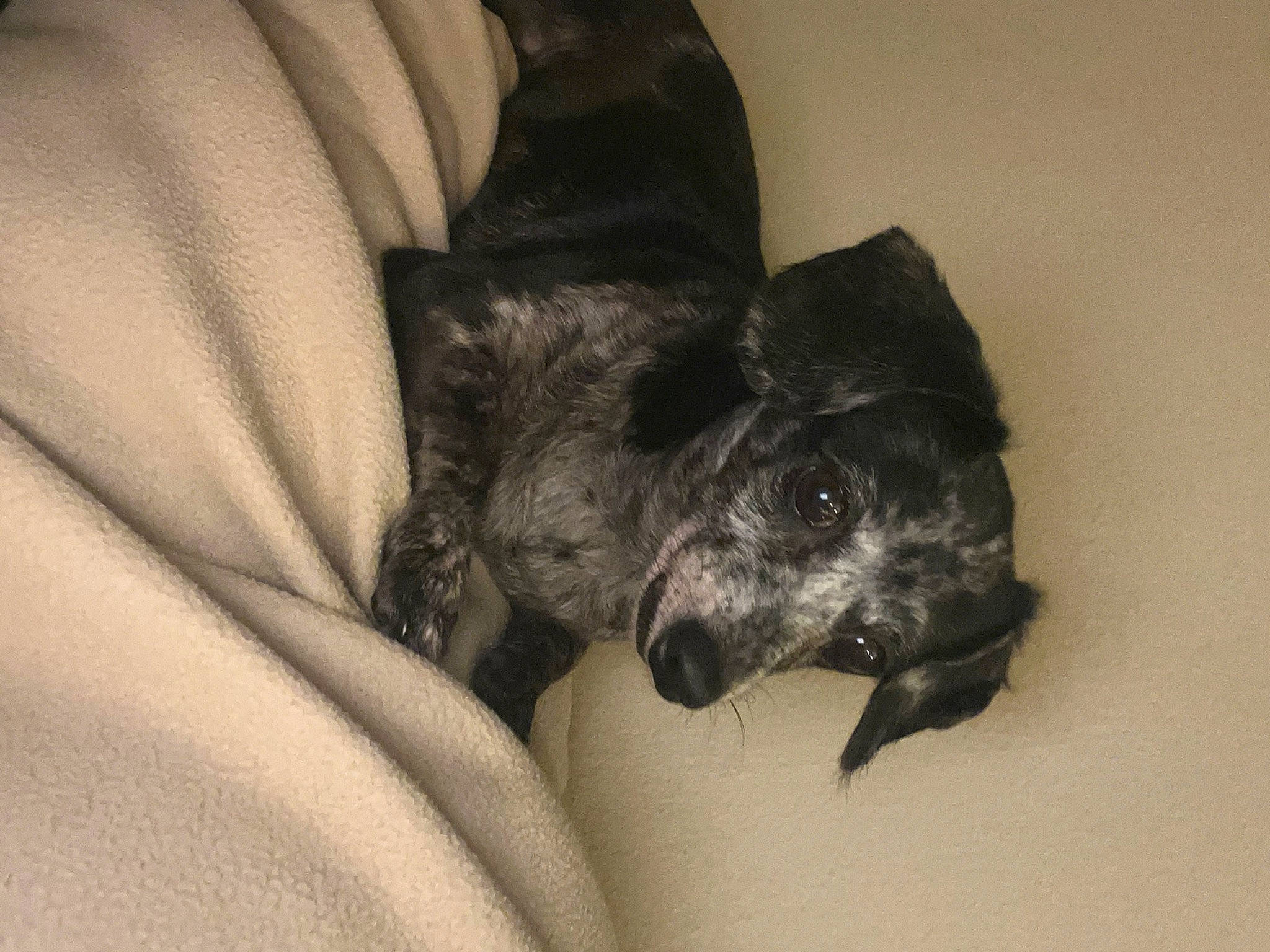 Cookie is registered to the contest to win money with this photo: canidae, carnivore, claw, comfort, companion_dog, dog, dog_breed, fur, guard_dog, nap, non_sporting_group, paw, schnauzer, snout, sporting_group, terrier, toy_dog, whiskers, working_animal