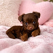 Kuma joined the competition — help win amazing prizes! puppy, dog, brown, cute, pet, soft, blanket, cushion, pink, heart_shaped_pillow, indoors, cozy, fur, animal, small, adorable, lying_down, face, eyes, lighting