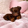 puppy, dog, brown, cute, pet, soft, blanket, cushion, pink, heart_shaped_pillow, indoors, cozy, fur, animal, small, adorable, lying_down, face, eyes, lighting