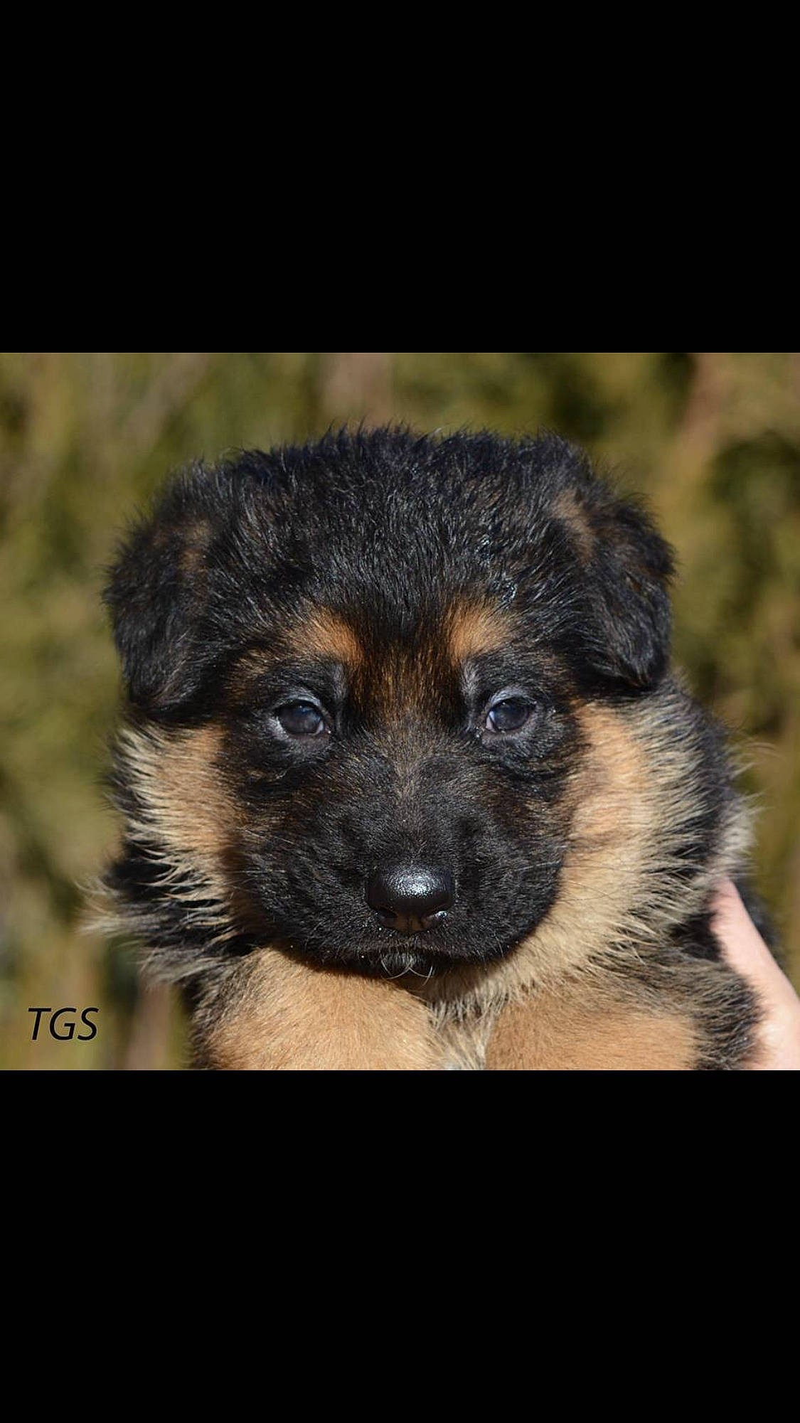 Clide joined the competition — help win amazing prizes! bohemian_shepherd, canidae, carnivore, dog, dog_breed, german_shepherd_dog, mammal, old_german_shepherd_dog, puppy, rare_breed_dog, snout, vertebrate