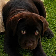Bloom a rejoint le concours — aidez-le/la à gagner de superbes lots ! dog, puppy, labrador, chocolate_labrador, grass, outdoor, animal, pet, cute, young_dog, lying_down, greenery, nature, eyes, fur, canine, playful, adorable, portrait, sunlight