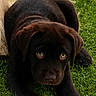 dog, puppy, labrador, chocolate_labrador, grass, outdoor, animal, pet, cute, young_dog, lying_down, greenery, nature, eyes, fur, canine, playful, adorable, portrait, sunlight