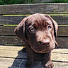 Bloom a rejoint le concours — aidez-le/la à gagner de superbes lots ! puppy, dog, labrador, chocolate, brown, wooden_bench, outdoor, sunlight, pet, cute, animal, young, sitting, looking_up, nature, greenery, daylight, adorable, fur, eyes